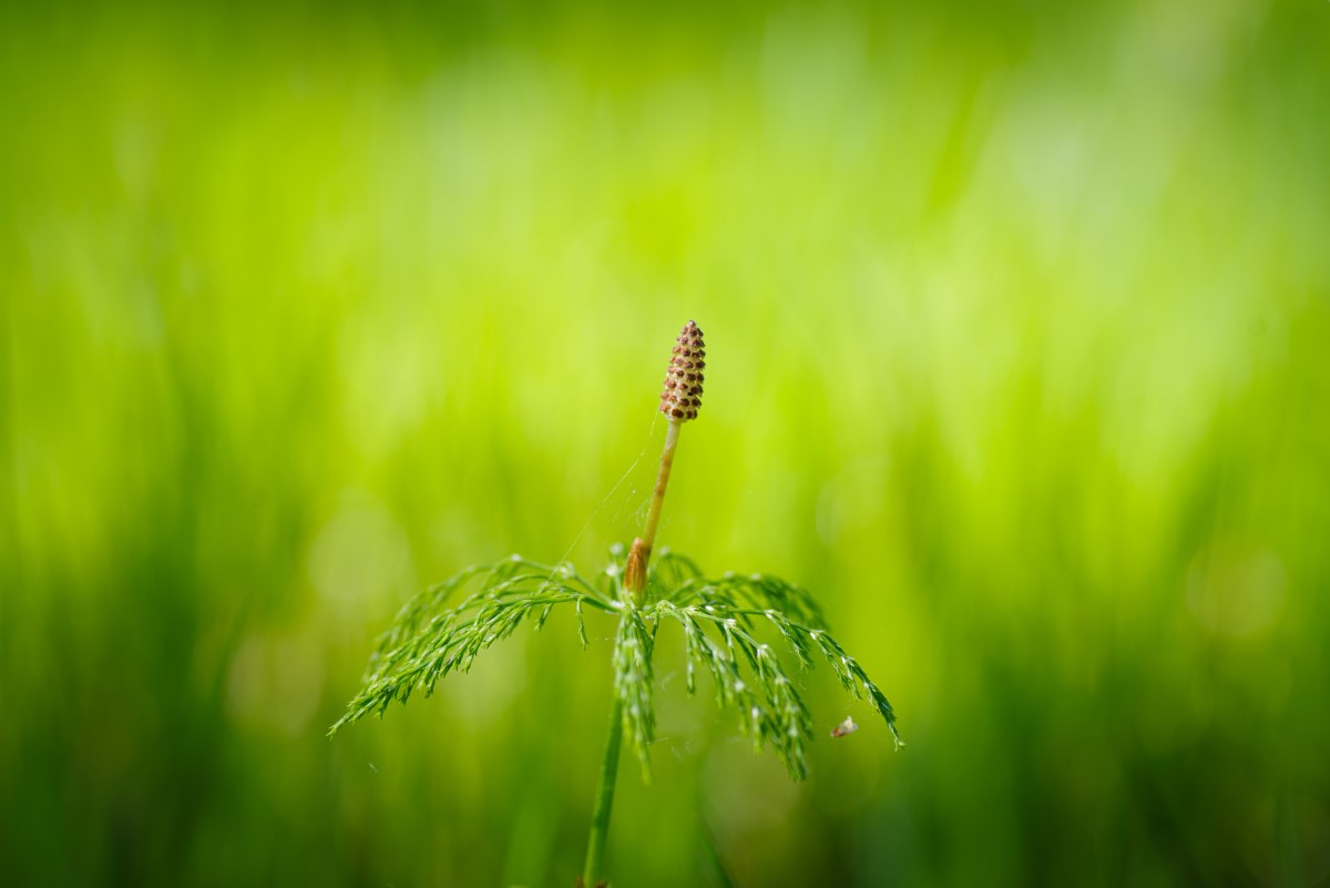 Horsetail - yrtti